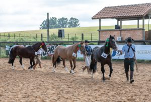 Município de Balsa Nova sedia uma das penúltimas exposições passaporte do Cavalo Crioulo