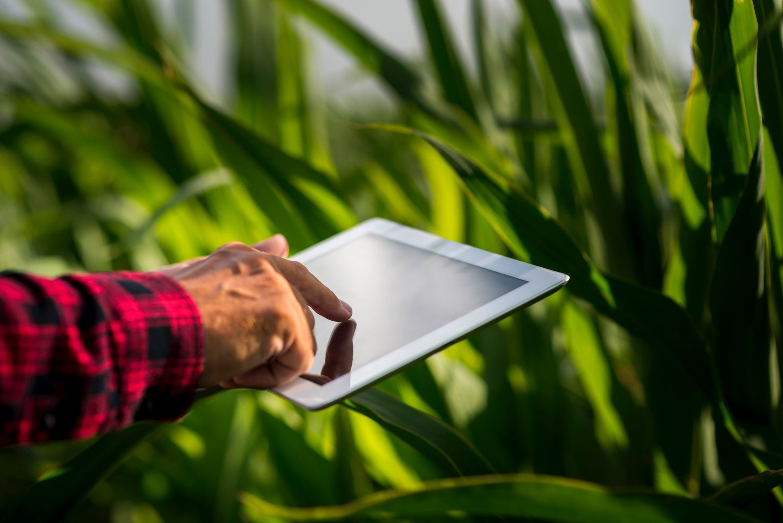 Tecnologia no agronegócio contribui no aumento da produtividade