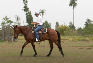 Treinar o cavalo antes da cavalgada