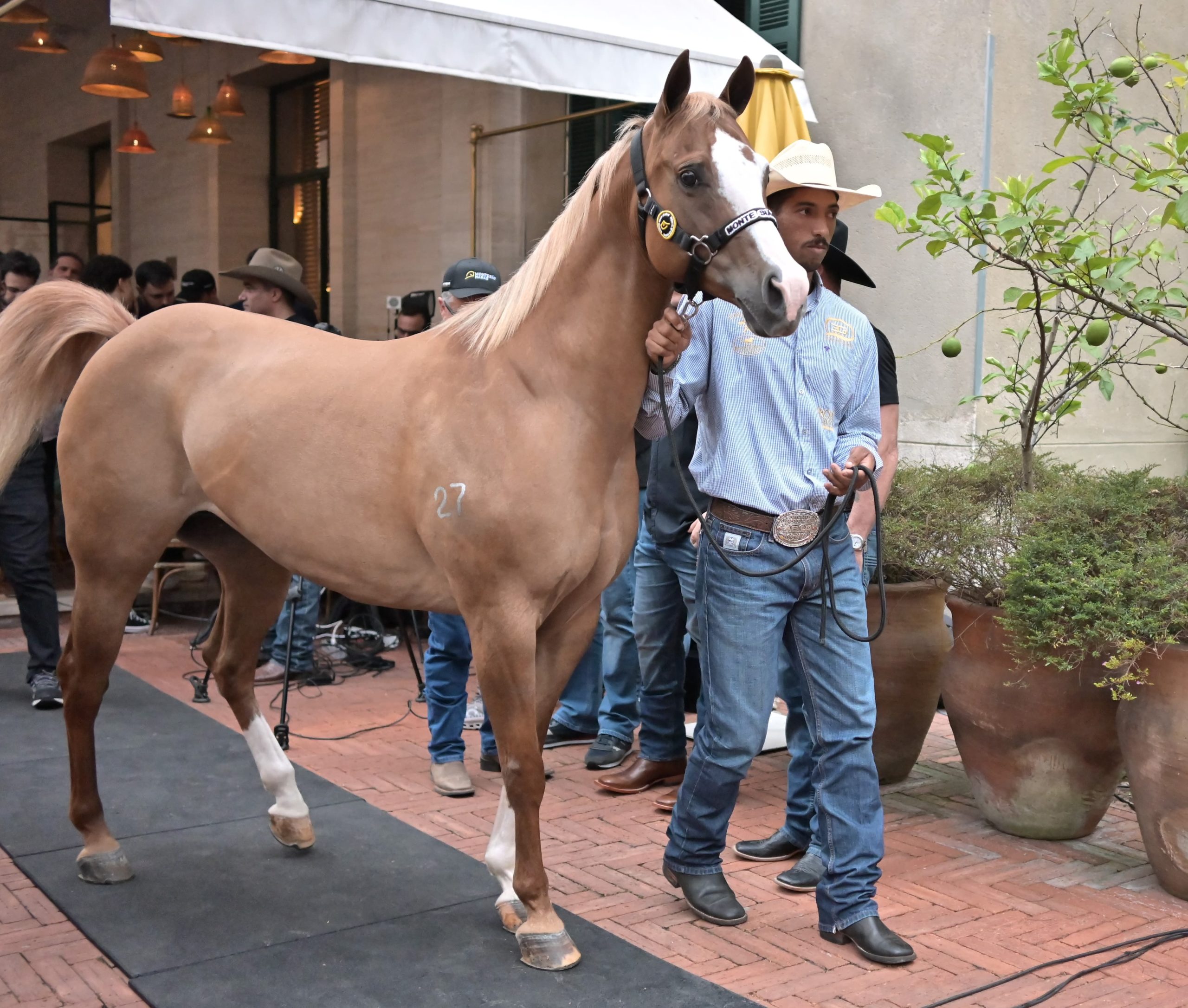 Monte Sião Haras apresenta as melhores matrizes genéticas em hotel seis estrelas