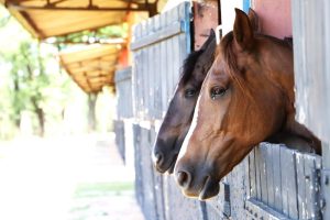 Passaporte Equestre: Alesp aprovado sistema que vai facilitar transporte de equídeos em São Paulo