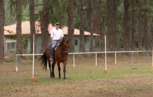 Saiba como quebrar a rotina para o seu cavalo não enjoar do trabalho