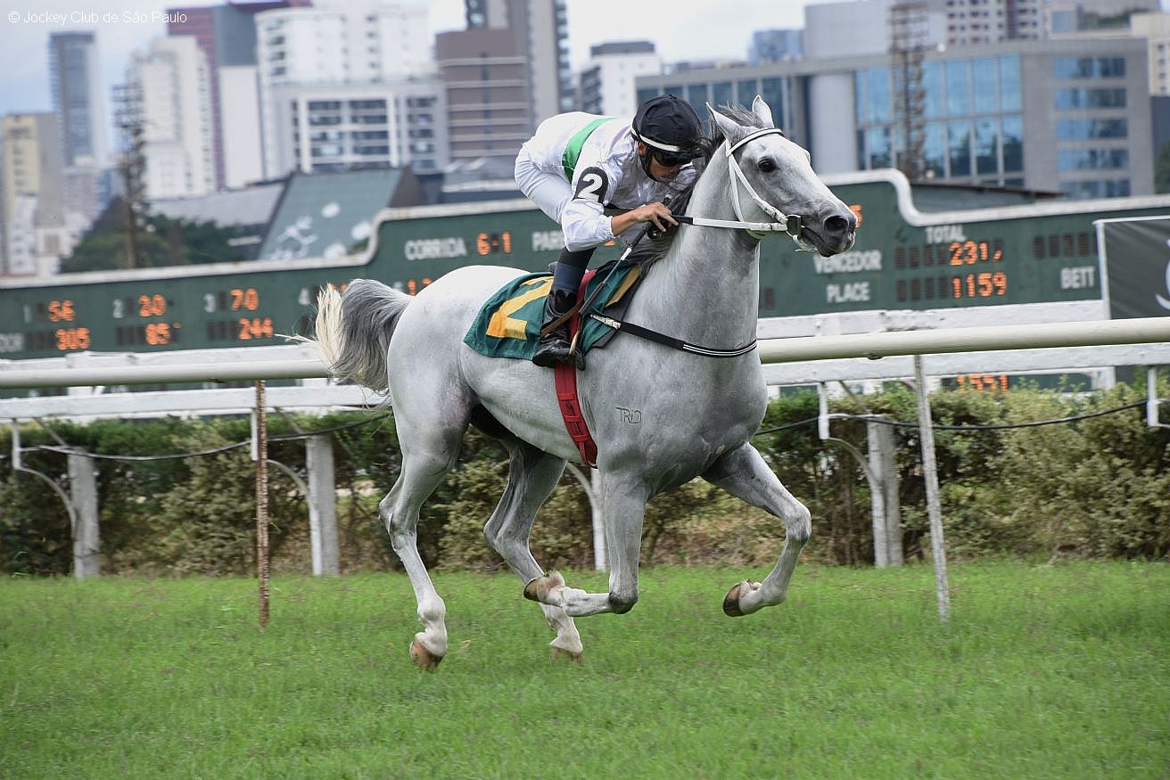 Temporada 2024 de Corridas do Cavalo Árabe encerra com chave de ouro no Jockey Club de São Paulo