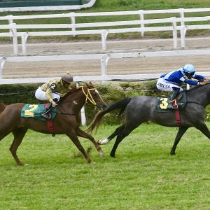 Últimas corridas de 2024 do Cavalo Árabe agitam o Jockey Club de São Paulo neste sábado (14/12)