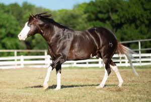 Cavalos estão no topo da lista de animais mais caros do mundo