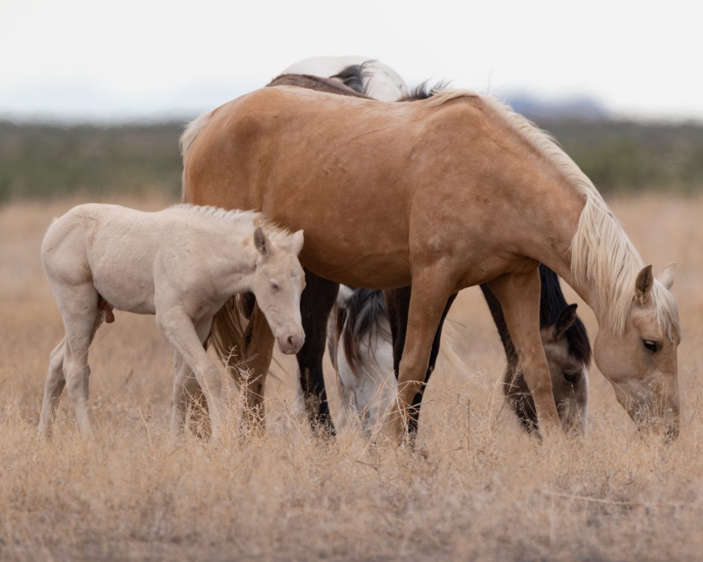 Como reduzir o risco de úlceras no seu cavalo