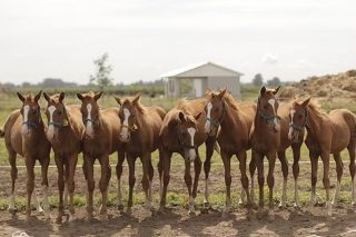 Nascem os primeiros cavalos geneticamente modificados do mundo