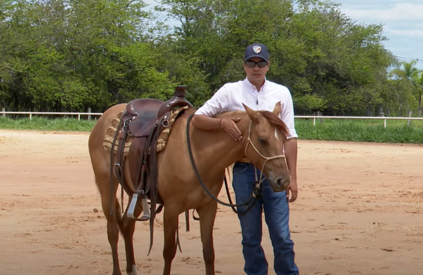 Você sabe como é o cavalo que vai do zero ao 100