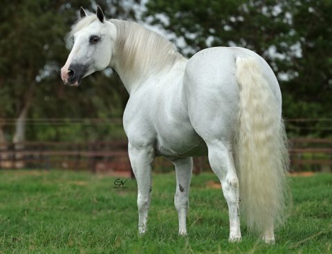 Adeus a uma Lenda: Highbrowlittlepistol, o Cavalo que Fez História no Quarto de Milha