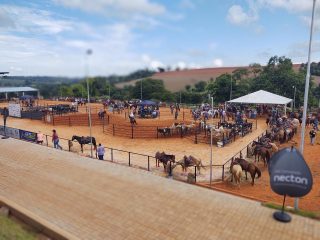 Copa CHBV 2025 Prepare-se para um Grande Encontro Equestre