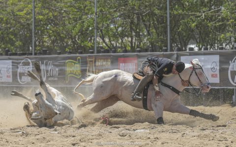 Monte Sião Haras reforça plantel com Debby Lad Steel RCT que estará na Vaquejada em 2025