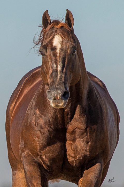 Pop Superhorse segue consolidado com uma das maiores genéticas de Laço