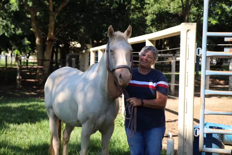 Cavalo anda 2 km e volta sozinho para hospital veterinário um mês após receber alta