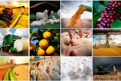 Agronegócio em 2025: Desafios e Oportunidades para o Setor