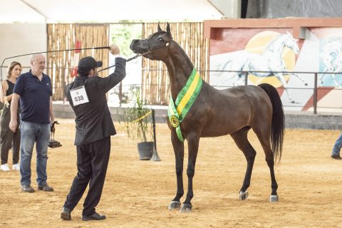 38ª Exposição Interestadual Do Cavalo Árabe é destaque da agenda equestre
