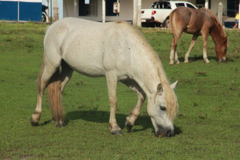 Cavalos típicos da Ilha do Marajó são tema de publicação da Embrapa