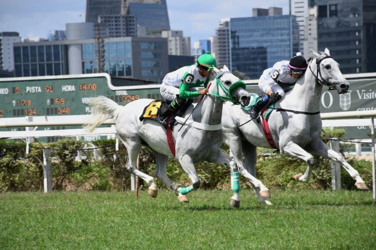 Corrida de Cavalo Árabe retorna ao Jockey Club do Paraná após mais de duas décadas
