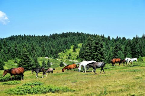 Dia do Cavalo: como a relação do homem com os equinos mudou a história da civilização