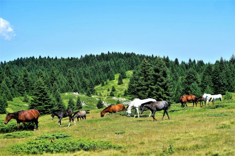 Dia do Cavalo: como a relação do homem com os equinos mudou a história da civilização