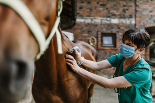 Casos de Raiva em animais – incluindo cavalos - crescem em Cotia/SP
