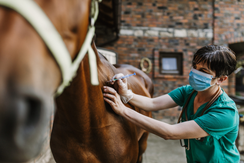 Casos de Raiva em animais – incluindo cavalos – crescem em Cotia/SP