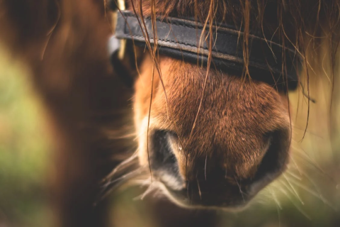Cavalos ficam doentes?