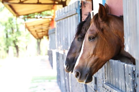 Passaporte Equestre é aprovado por Comissão da Câmara