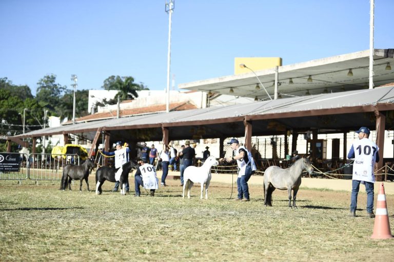Maior encontro das raças Pônei Brasileiro e Piquira acontece durante a Macapê 2025, em Belo Horizonte (MG)