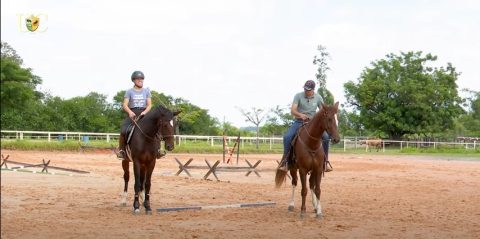 TV UC: Cavalo desaprende?