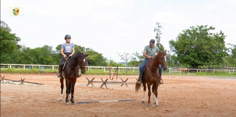 TV UC: Cavalo desaprende?