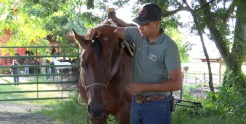 TV UC: Meu cavalo não deixa pegar nas orelhas, o que fazer?