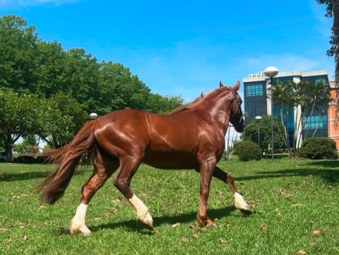 Como está o cavalo Caramelo um ano após a tragédia climática no Rio Grande do Sul