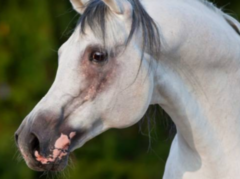 Cavalos sofrem com queimaduras solares