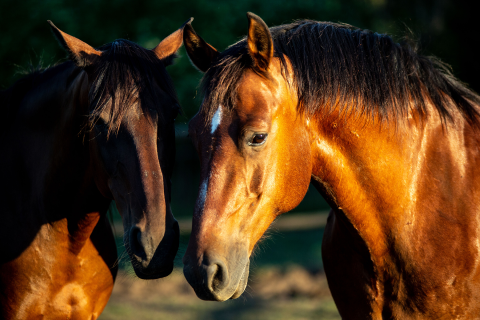 Dor e febre em cavalos: sinal de alerta