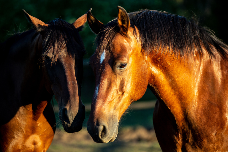 Dor e febre em cavalos: sinal de alerta