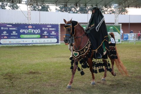 Cavalo Árabe retoma espaço nas principais feiras agropecuárias do Brasil