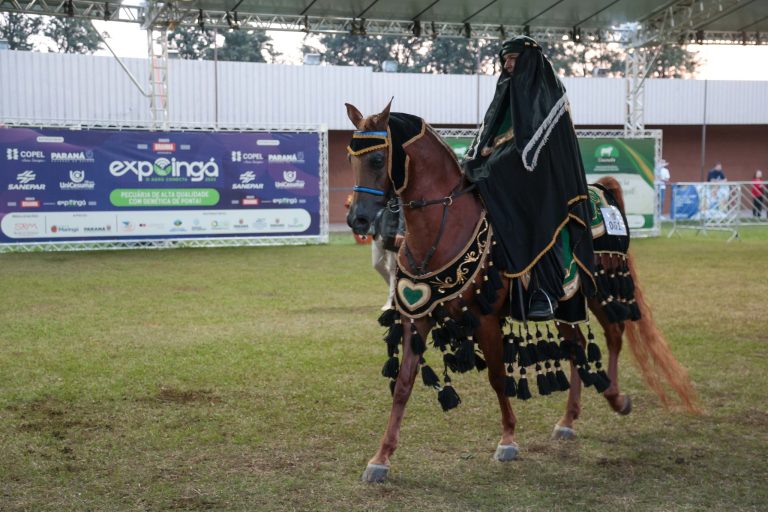 Cavalo Árabe retoma espaço nas principais feiras agropecuárias do Brasil