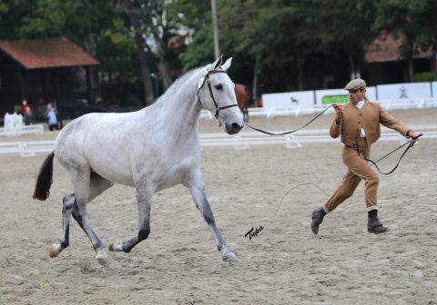 Expo Internacional do Jubileu do cavalo Lusitano no Brasil