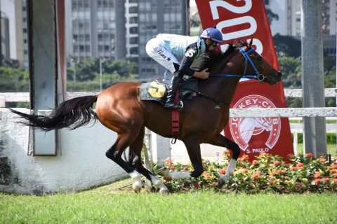 Monsenhor Rach vence pela quarta vez consecutiva e entra para a história do turfe árabe no Brasil