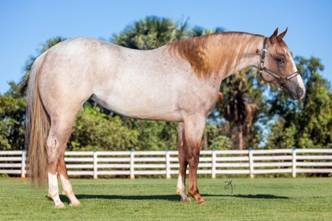 Leilão Rancho CBT oferece animais de alta performance em diversas modalidades