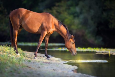 Mais de 30 casos de Potomac Horse Fever acendem alerta em São Paulo