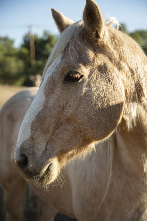 Reprodução equina: HCG é aliado promissor no uso de sêmen congelado em equinos