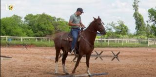 Como ensinar o cavalo a ladear