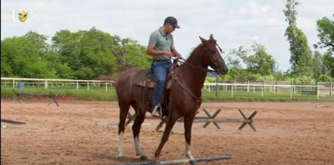 TV UC: Como ensinar o cavalo a ladear
