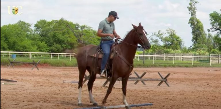 TV UC: Como ensinar o cavalo a ladear