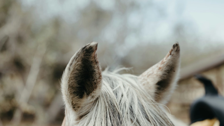 8 razões pelas quais um cavalo tem medo