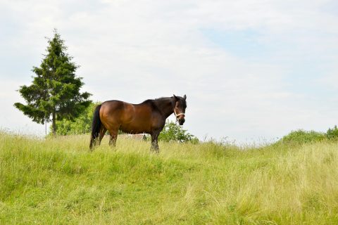 Cavalo saudável: o papel das forragens