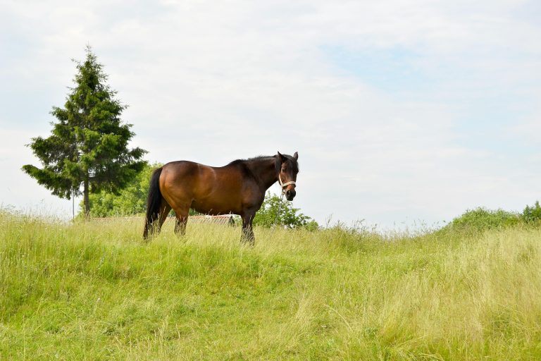 Cavalo saudável: o papel das forragens