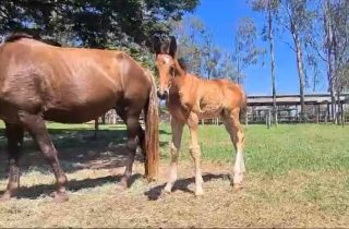 Haras Rosa Mystica registra o primeiro clone da raça Brasileiro de Hipismo
