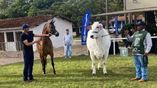 Cavalo Árabe encanta público ao lado da raça Nelore durante a Exponel 2025